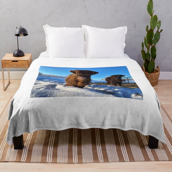 Item preview, Scottish Highland Cattle Calf in snow 2721 designed and sold by SaarelaHighland.