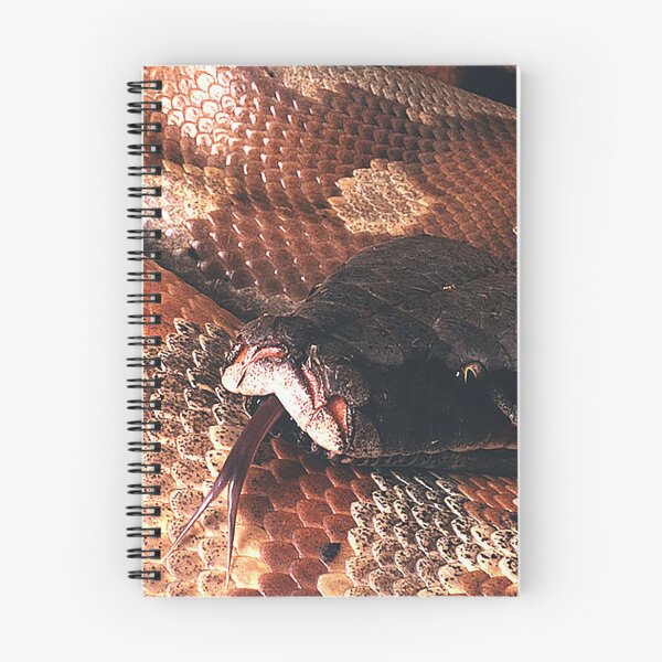 Artikelvorschau, Big Red, Sumatra-Blut und Kurzschwanzpython. entworfen und verkauft von Jeffrey Mask.