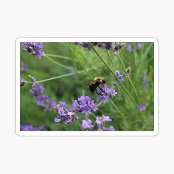 Bumblebee Lavender Flowers  Sticker