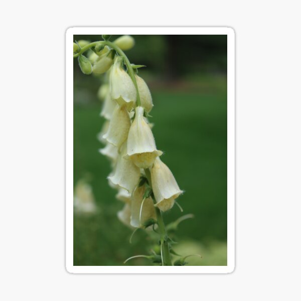 Bell Flowers in Bloom Sticker