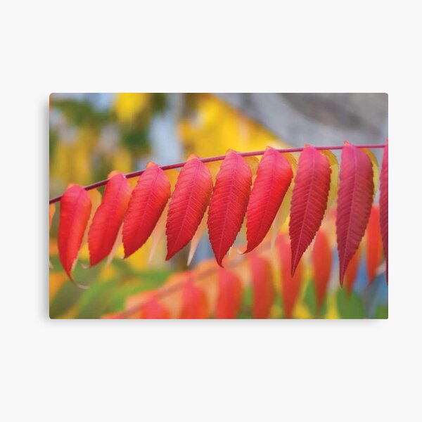 Red Leaves Of A Virginia Sumac Canvas Print