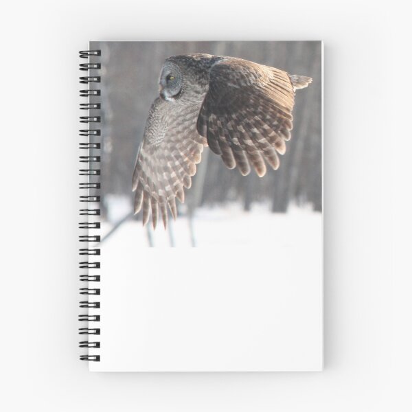 Aperçu de l'œuvre Grand hibou gris créée et vendue par Jleanoren.