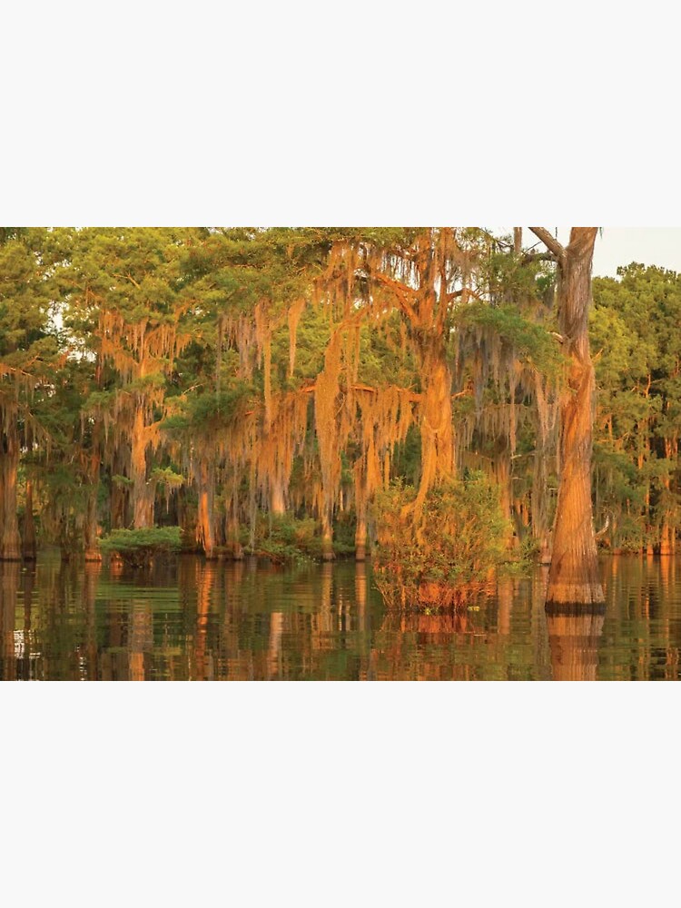 "Atchafalaya National Wildlife Refuge Sunrise On Swamp" Poster for Sale