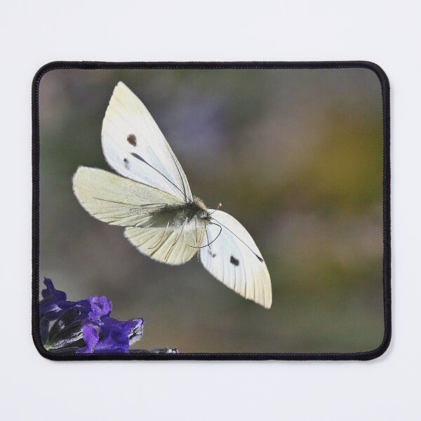 Item preview, La Vie - The Life Papillons - Butterfly 1 (t) Okaio Création Panasonic fz 1000 510.000 photos juillet 2016 designed and sold by o.okaïo.