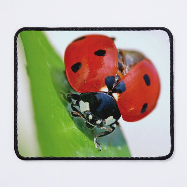 Item preview, THE STAR : 1 (h) coccinelle-ladybug by Olao-Olavia / Okaio Créations 2015 by fz 1000 450.000 designed and sold by o.okaïo.