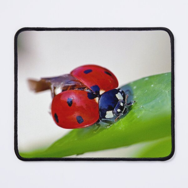 Item preview, THE STAR : 2 (h) coccinelle-ladybug by Olao-Olavia / Okaio Créations 2015  by fz 1000 and 450.000 photos designed and sold by o.okaïo.