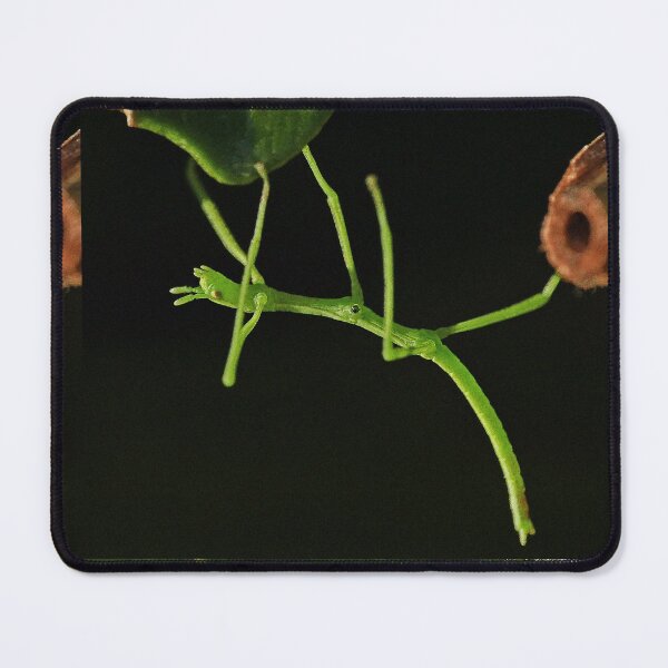 Item preview, exclusive insect: Baby phasme 4mm climbing and neon green by Olao-Olavia / Okaio Créations 2015 by fz 1000 400.000 photos framings different picture on request on each support designed and sold by o.okaïo.