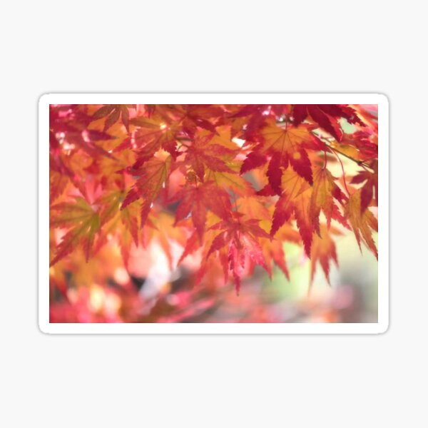 Curtain Of Autumn Leaves Sticker