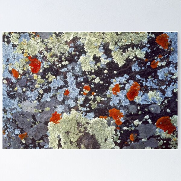Item preview, Lichens On Rock designed and sold by HammiltenJohn.