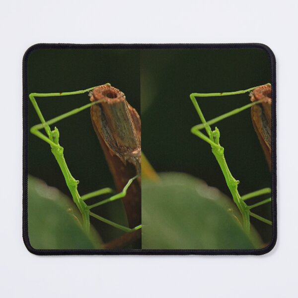 Item preview, very rare insect :(1) Baby phasme 4mm and neon green by Olao-Olavia / Okaio Créations 2015 by fz 1000  400.000 photos  framings different picture on request on each support designed and sold by o.okaïo.