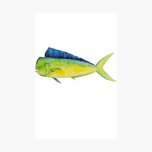Item preview, Mahi Mahi Watercolor designed and sold by saltyseacow.