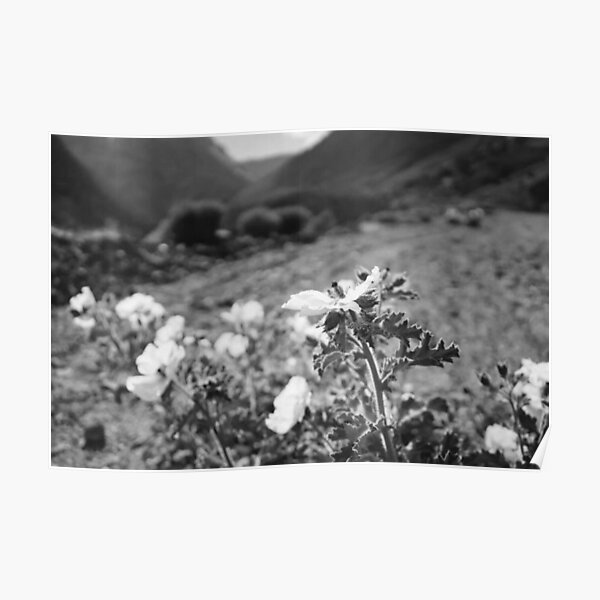 Monochrome Yosemite Blooms Poster