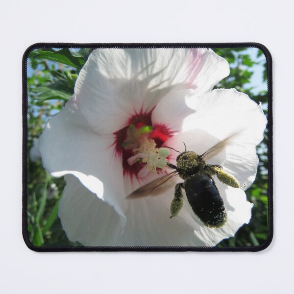Item preview, Bee Collecting Pollen in White Flower designed and sold by Sam Morrison.