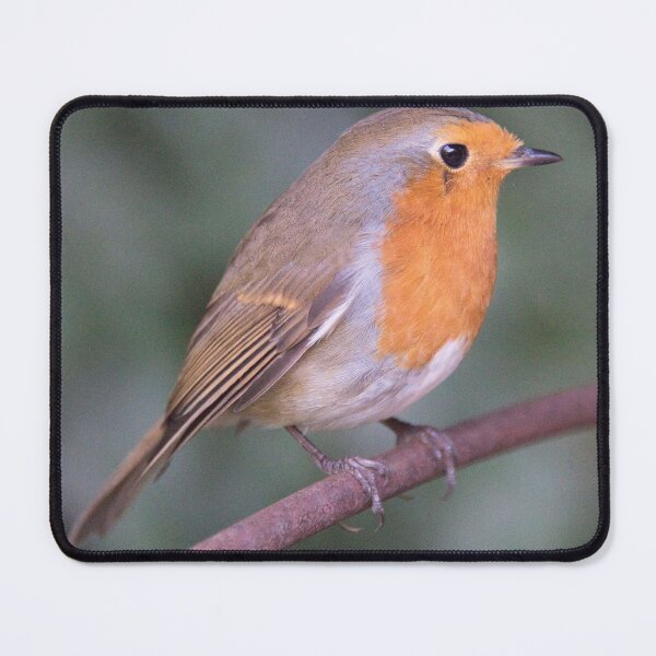 Item preview, Robin designed and sold by Derren Jones.