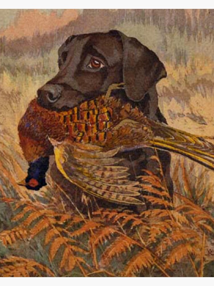"Vintage Chocolate Lab Hunting " Poster by BravuraMedia Redbubble