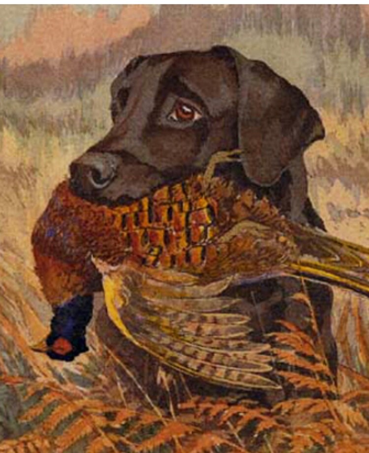 chocolate lab hunting