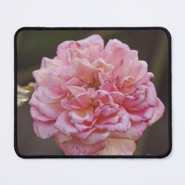 Item preview, Hybrid Tea Rose - Flower designed and sold by anafrancisconi.