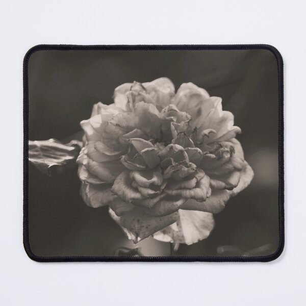 Item preview, Hybrid Tea Rose - Flower designed and sold by anafrancisconi.