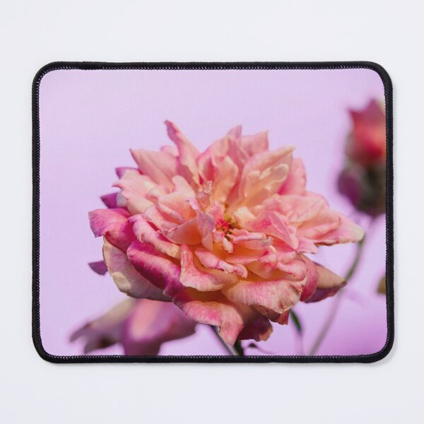 Item preview, Hybrid Tea Rose - Flower designed and sold by anafrancisconi.