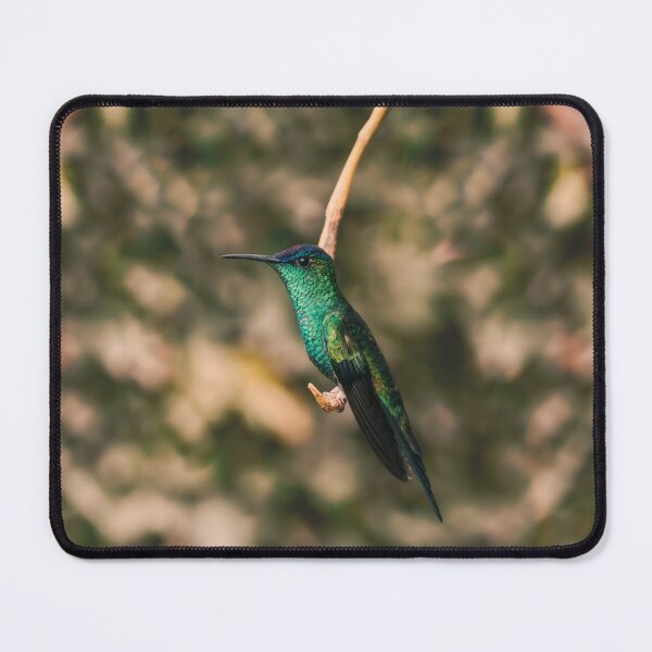 Item preview, Hummigbird Thalurania Glaucopis Trochilidae designed and sold by anafrancisconi.