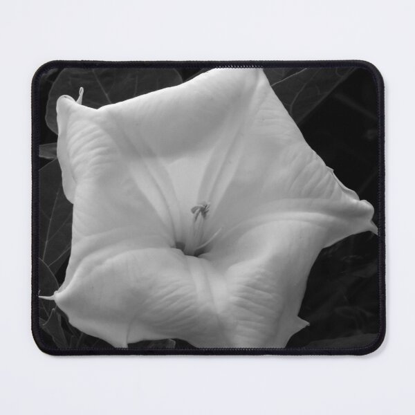 Item preview, Dramatic White Moonflower designed and sold by Sam Morrison.