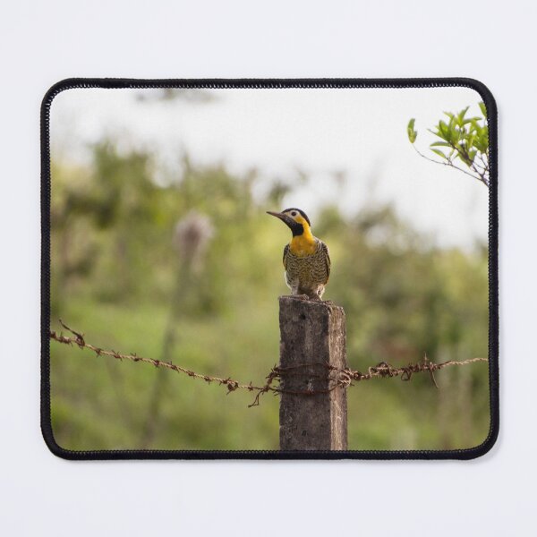 Item preview, Woodpecker designed and sold by anafrancisconi.