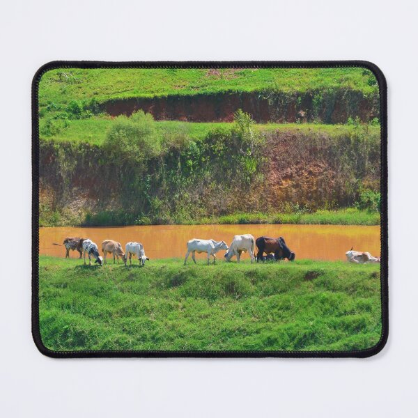 Item preview, Cows designed and sold by anafrancisconi.