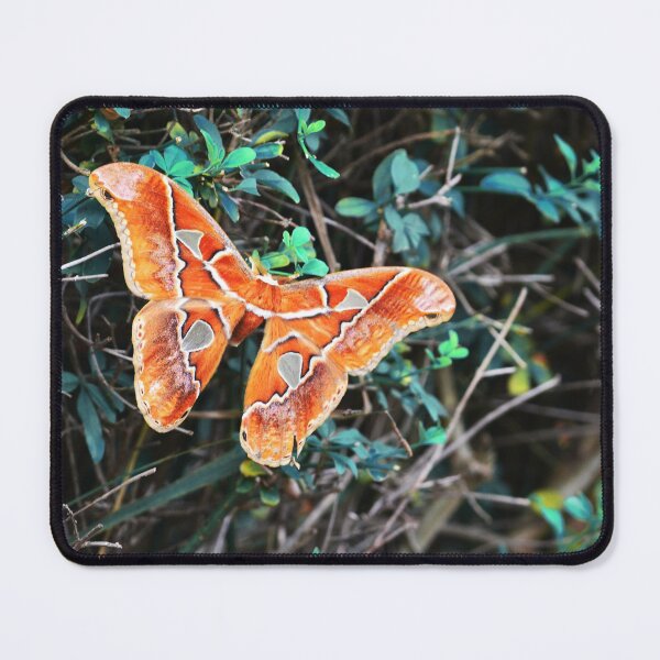 Item preview, Butterfly designed and sold by anafrancisconi.