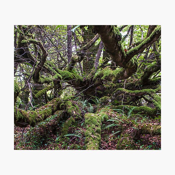 Mossy Tree Top Picture Photographic Print