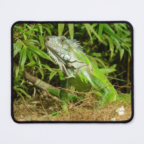 Item preview, Green Iguana designed and sold by Silviajones.