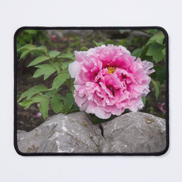 Item preview, Peony on the Rocks - the Marvels of Spring designed and sold by Georgia Mizuleva.
