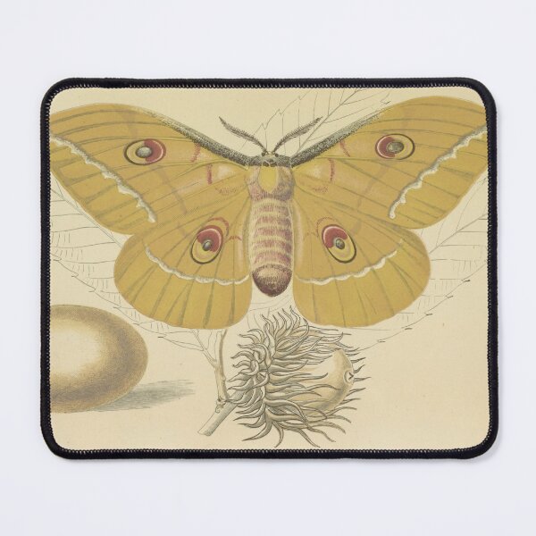 Item preview, Silkworm that feeds the oak of China designed and sold by marcilio.