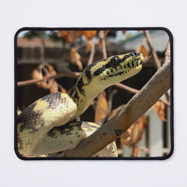 Artikelvorschau, Morelia Harrisoni Teppichpython entworfen und verkauft von Patrickneeds.