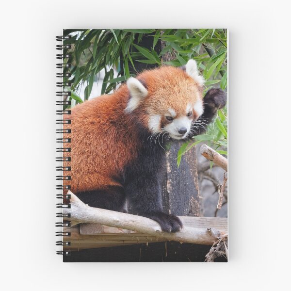 Item preview, Red Panda designed and sold by Catherine Reading.