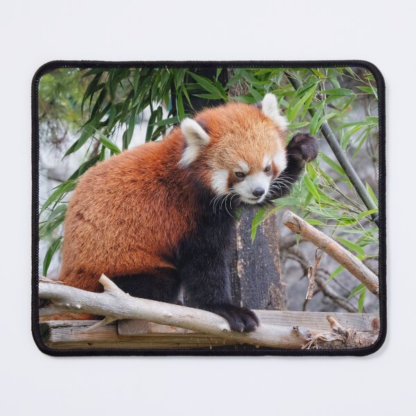 Item preview, Red Panda designed and sold by Catherine Reading.