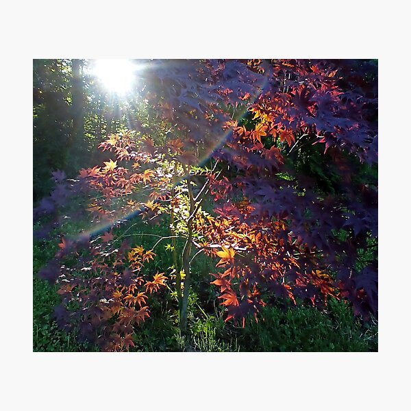 Sunrise Maple Garden Inspiration Moment Photographic Print