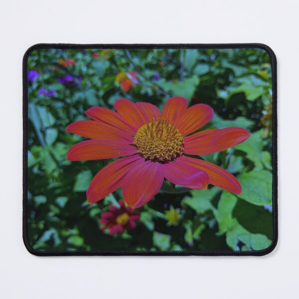 Item preview, Red Gerber Daisy Close Up Nature 1 designed and sold by MVA-Designs.
