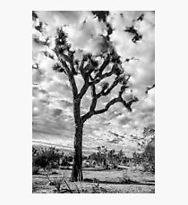 Joshua Tree Photographic Print