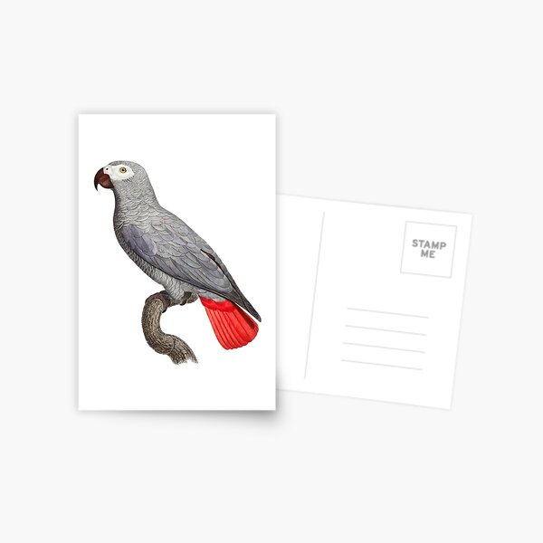 African Grey Parrot  Postcard