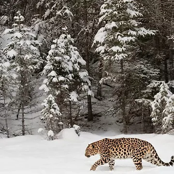 Artwork thumbnail, Amur Leopard In Winter by RiverenAshley