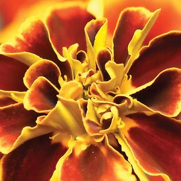 Artwork thumbnail, Calendula Flower by RiverenAshley
