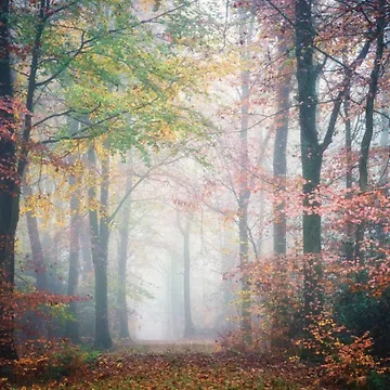 Artwork thumbnail, Colored Forest by RiverenAshley