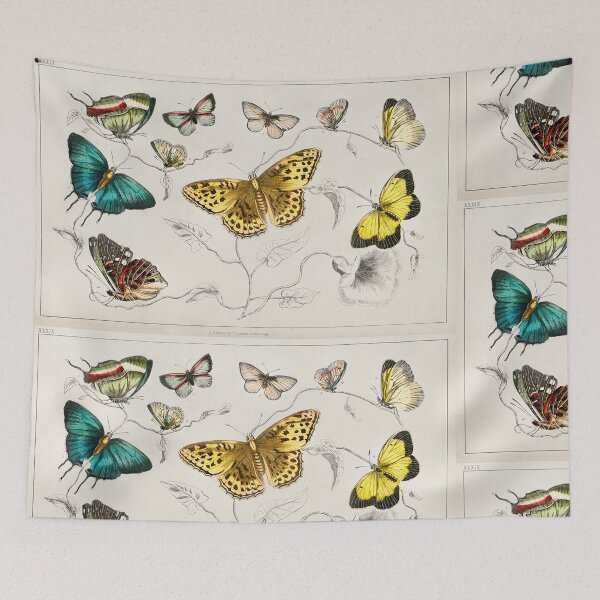 Item preview, Collection of various butterflies from A history of the earth and animated nature (1820) by Oliver Goldsmith (1730-1774). designed and sold by Nikiolilalala.