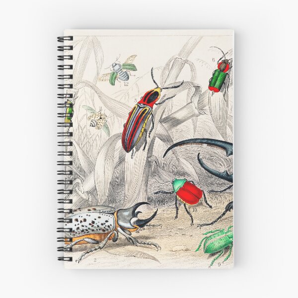 Item preview, Collection of Beetles designed and sold by Nikiolilalala.