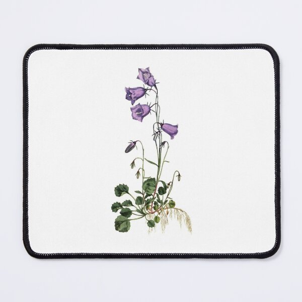 Item preview, Sydenham Edwards: Peach-Leaved Bellflower designed and sold by antaltamas89.