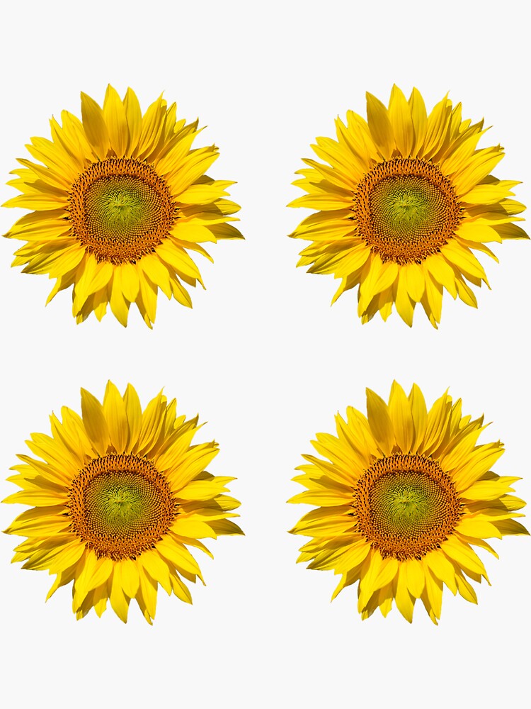 "Sunflowers sticker pack" Sticker by Gingerstitch Redbubble