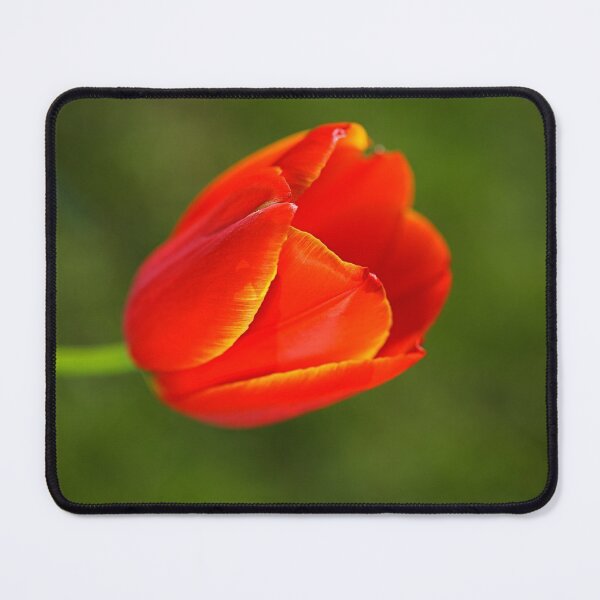 Item preview, Tulips Over Green Background designed and sold by Joy Watson - Natural Light Photography .
