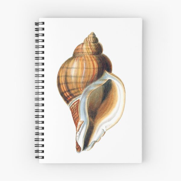 Item preview, George Brettingham Sowerby: Murex Snails designed and sold by antaltamas89.