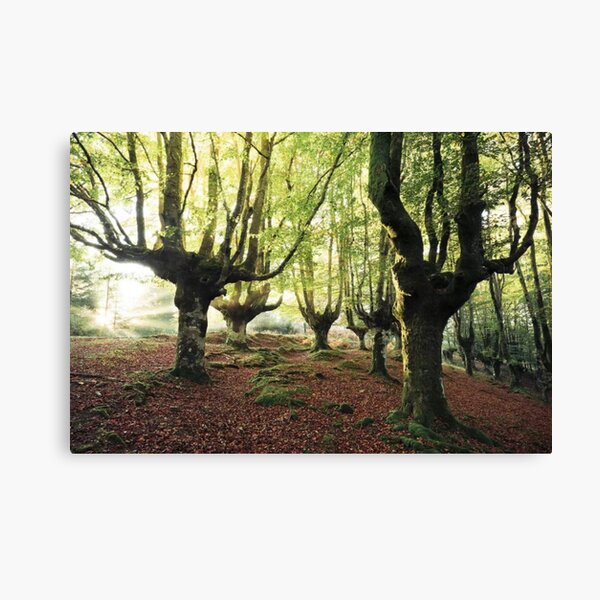 Majestic Trees Canvas Print