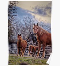 Mares Poster